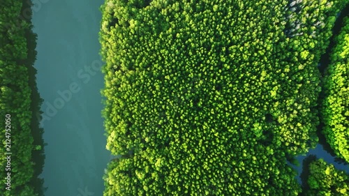 Amazing abundant mangrove forest, Aerial view of forest trees Rainforest ecosystem and healthy environment background, Texture of green trees forest top down, High angle view