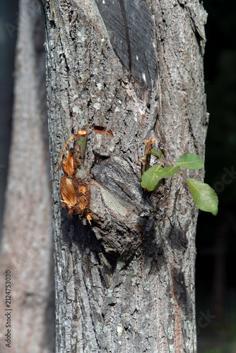 Photography ants



growing leaf on treenacka,sverige,sweden,summer,stockholm,