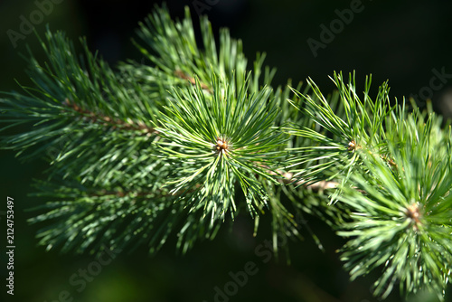 Photography close up of pine needles, nacka,sverige,sweden,summer,stockholm,