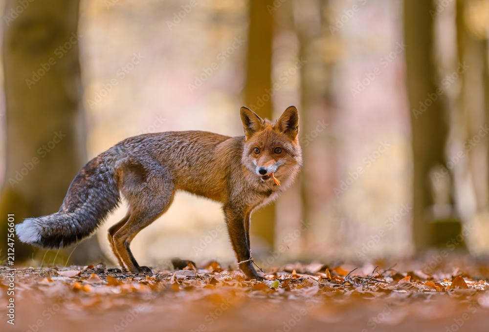 Fototapeta premium A red fox stans in a autumn forest. A beautiful red fox in the nature habitat. Vulpes vulpes. Closeup portrait of a red fox.