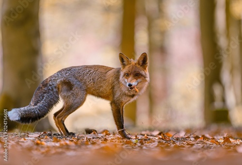 A red fox stans in a autumn forest. A beautiful red fox in the nature habitat. Vulpes vulpes. Closeup portrait of a red fox. 