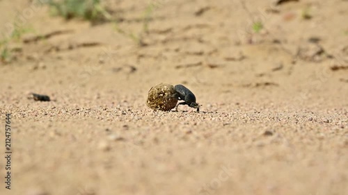 Close-up of dung beetle rolling ball of dung across sandy terrain