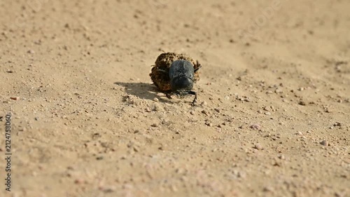 Close-up of dung beetle rolling ball of dung across sandy ground