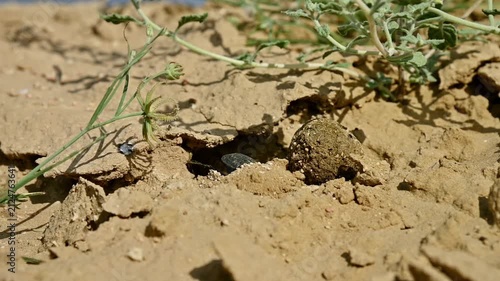 Close-up of dung beetle rolling ball of dung on dry ground in slow motion