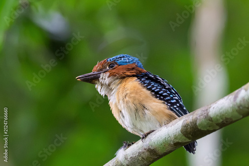 Obraz na plátne A juvenile male Banded Kingfisher (Lacedo pulchella) perched on a branch, waiting for its parents to feed it in the forest
