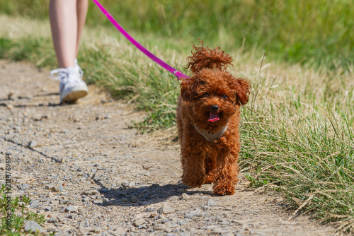 Toy Poodle Walking on a Leash Along a Sunny Country Path | Pudel toy spacerujący na smyczy słoneczną, wiejską ścieżką