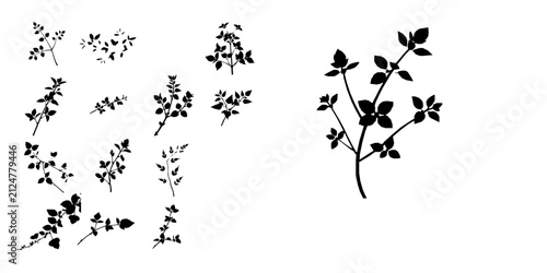Fotografía Mint Leaf Sprig Silhouette