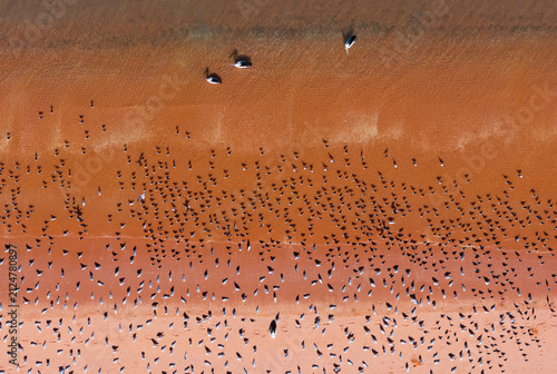 Aerial view of shore birds and pelicans along red sandy coastline with turquoise water at Red Sand Beach, Roebuck Bay, Broome, Western Australia