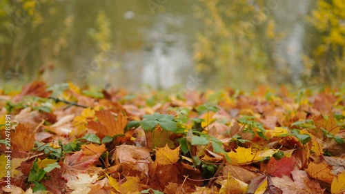 Multicolored carpet of fallen autumn leaves on last sprouts of green grass near water. Bright autumn background of fading season mood, seasonal change.