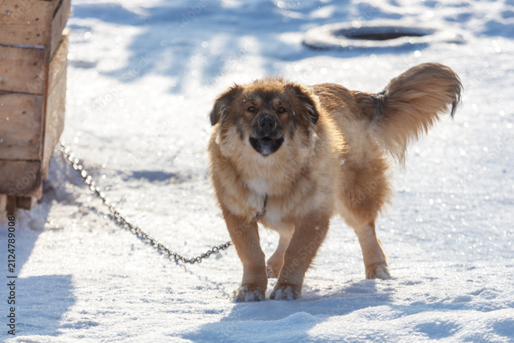 Obraz premium Snowy dog walks on snow with chain leash