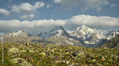 Scenic mountain landscape with blooming wildflowers and snow-capped peaks