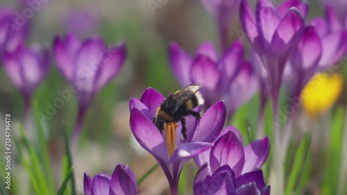 Bumblebee collecting nectar and pollen from blooming crocus flowers in early spring