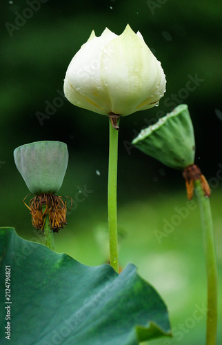 Photography Fresh green lotus and lotus pods in the rain