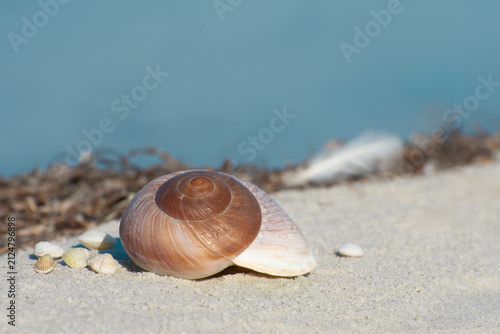 Bild auf Leinwand Beautiful seashell on shell beach near surf line and spindrift