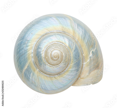 Принти на полотні Pearl shell png Spiral shell cutout Iridescent shell png Nautilus shell cutout M