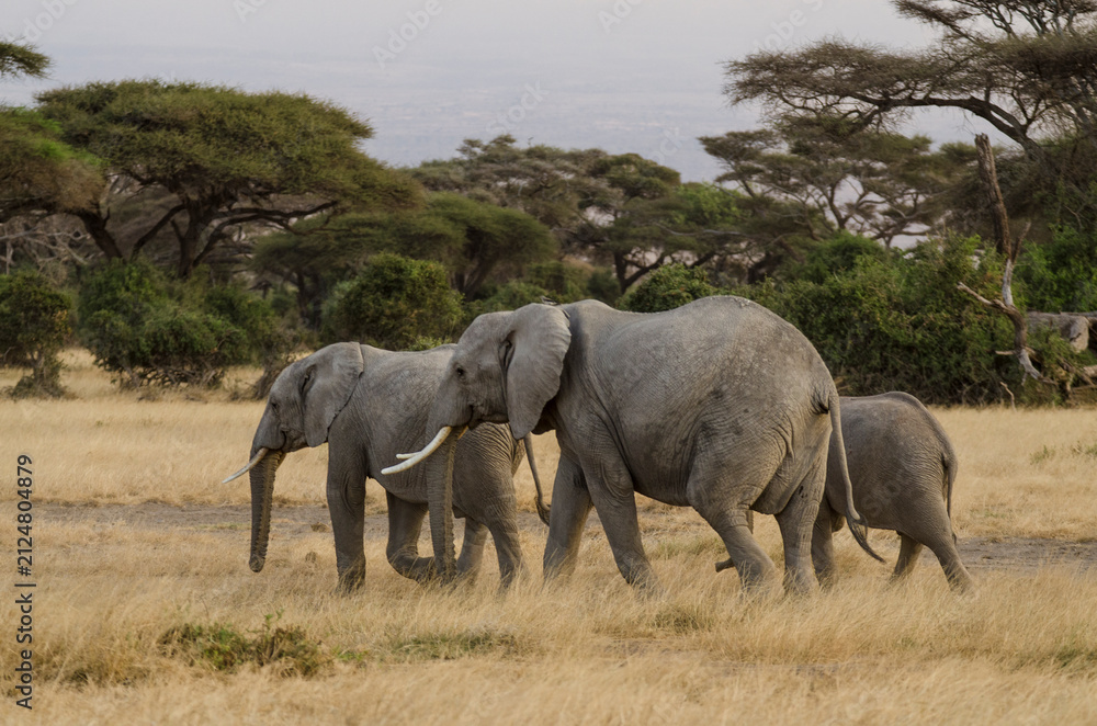 Fototapeta premium Elephant d'Afrique, Loxodonta africana, parc national d'Amboseli, Kenya, Afrique de l'Est