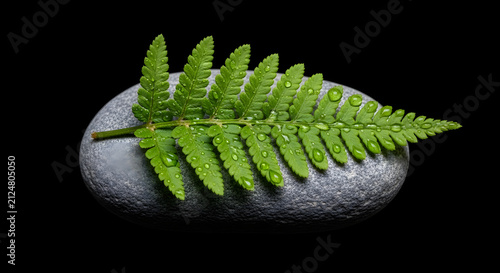 Green fern leaf with water droplets on a smooth stone