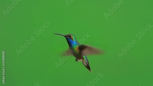Hummingbird hovering in flight against a chroma key background with subtle motion