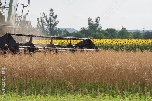 Obraz na płótnie Agricultural combine harvesting ripe rapeseed on a large cultivated field during harvest season, showing modern farming technology and food production