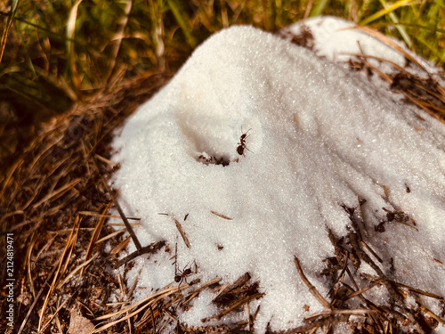 Quadro su tela Sugar on an anthill. The concept of feeding insects in the wild.