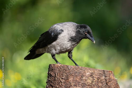 Fotografie Carrion Crow (corvus corone)