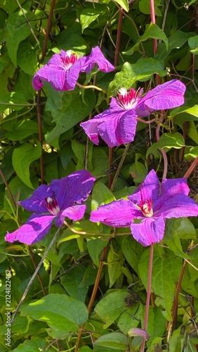 Purple Clematis Flowers Blooming on a Vine in Summer Garden