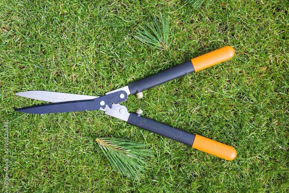 Obraz premium Gardening shears on green grass with pine tree branches.