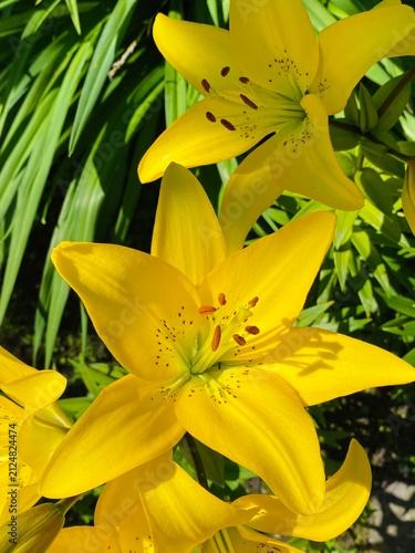 Yellow Lily Flowers Blooming in the Garden – Sunny Summer Close Up