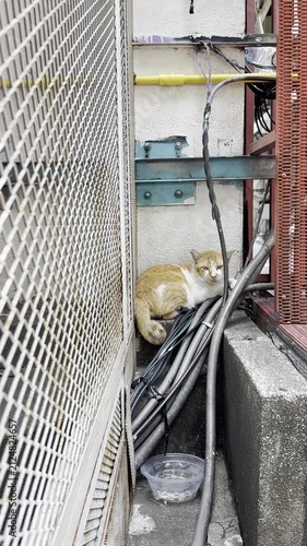 An orange and white stray cat resting quietly in a narrow urban alley between utility cables and industrial structures. 