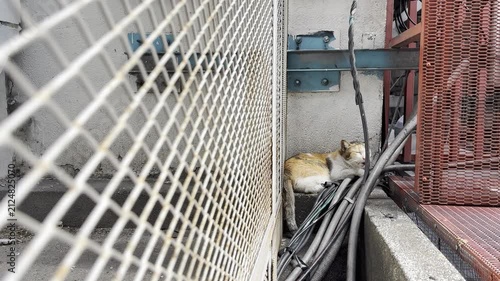 A stray cat resting in a narrow urban alley beside utility cables, a metal fence, and industrial structures.