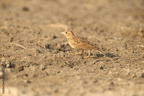Cuadro en lienzo The greater short-toed lark (Calandrella brachydactyla) is a small passerine bird