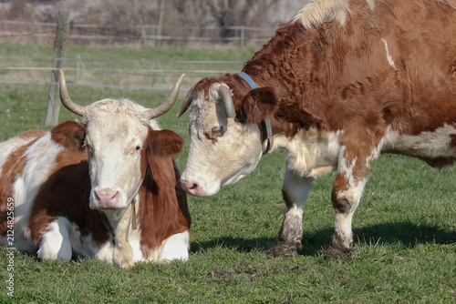 Zwei Kühe schmusen auf der Weide, Bos taurus