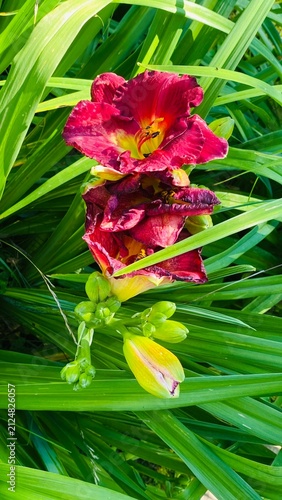 Burgundy Daylily Flowers with Buds among Green Leaves – Summer Garden