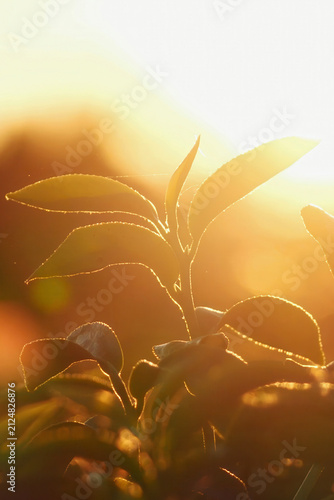 Vertical Green tea tree field Garden water hose landscape. Organic farm tender bud herbal Green tea tree camellia sinensis water. Vertical Close up Fresh Tree tea mountain green nature herbal farm