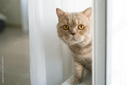 British Shorthair cat peeking through window with curtain in cozy home  