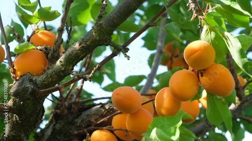 Close Up of Ripe Apricots on Branch in Orchard