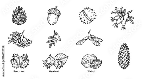 Obraz na plátně Nut Collection of Hand-Drawn Botanical Illustrations Showing Pine Nuts, Hazelnut