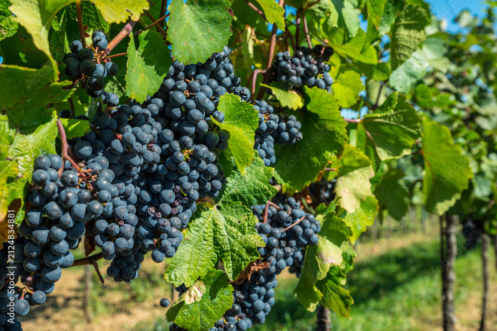 Naklejka premium Close up of ripe black grapes growing in clusters on green vine in sunny vineyard.