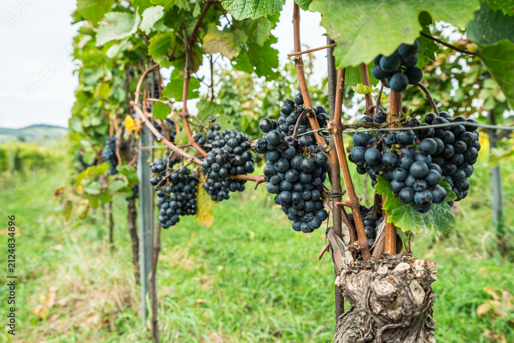 Naklejka premium Close up of ripe black grapes growing in clusters on green vine in sunny vineyard.