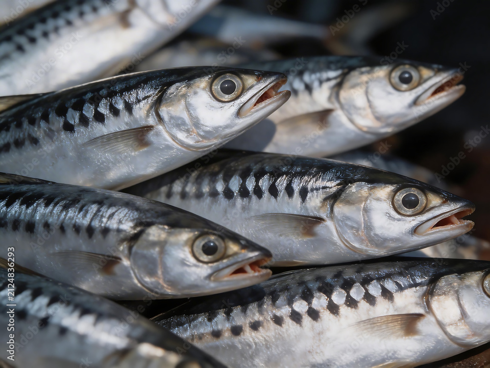 Fototapeta premium Fresh fish with black stripes on display