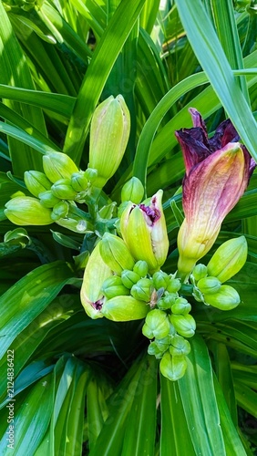 Daylily Buds Opening and Withered Flower among Green Leaves – Life Cycle
