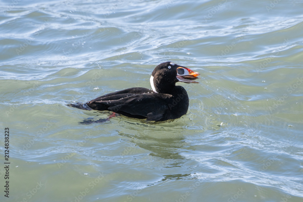 Fototapeta premium Male surf scoter duck swimming in ocean waters, eating a clam