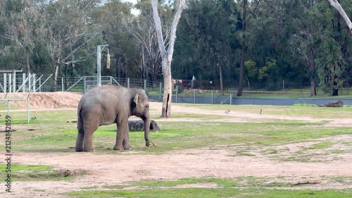 Asian Elephant Standing in Grassy Enclosure at Dubbo Zoo
