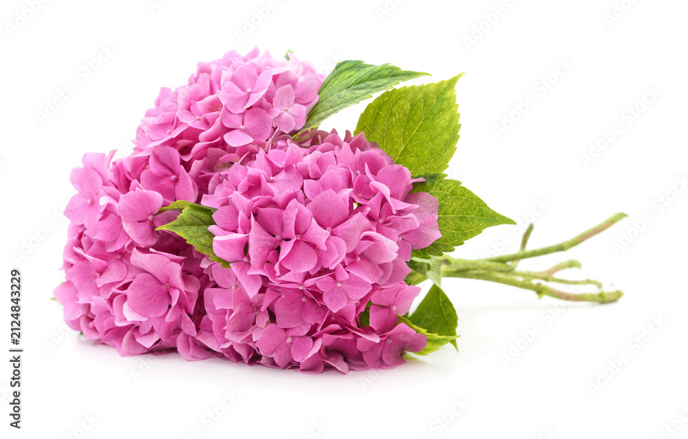 Fototapeta premium Bouquet of pink hydrangea flowers.