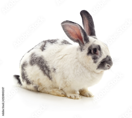 Spotted rabbit sitting.