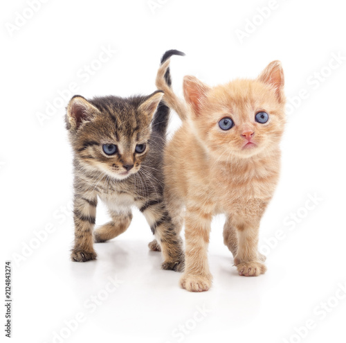Two small cute kittens.