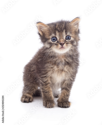 Small fluffy tabby kitten.