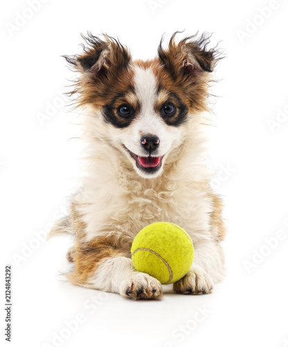 Small puppy with tennis ball.