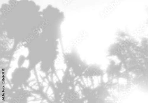 Shadows from tree branches are cast on a white background. Sunlight is visible through gaps in the foliage. Mockup