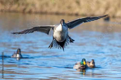 Fotografie Northern pintail duck in flight and swimming on a lake near grassland in the ear